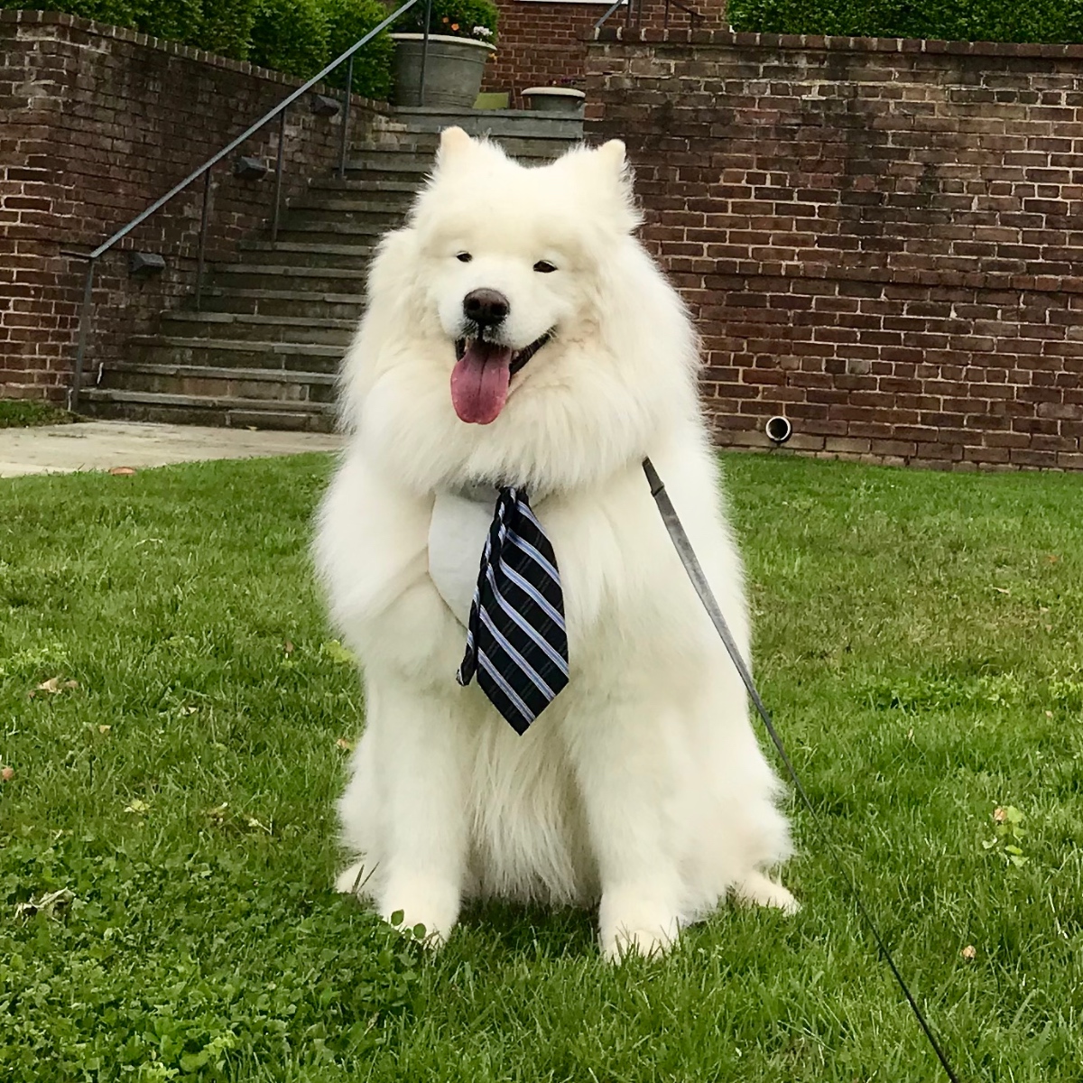 Our Chief Floofy Officer, overseeing the Department of Happiness & Noms, Tyberius Lawver