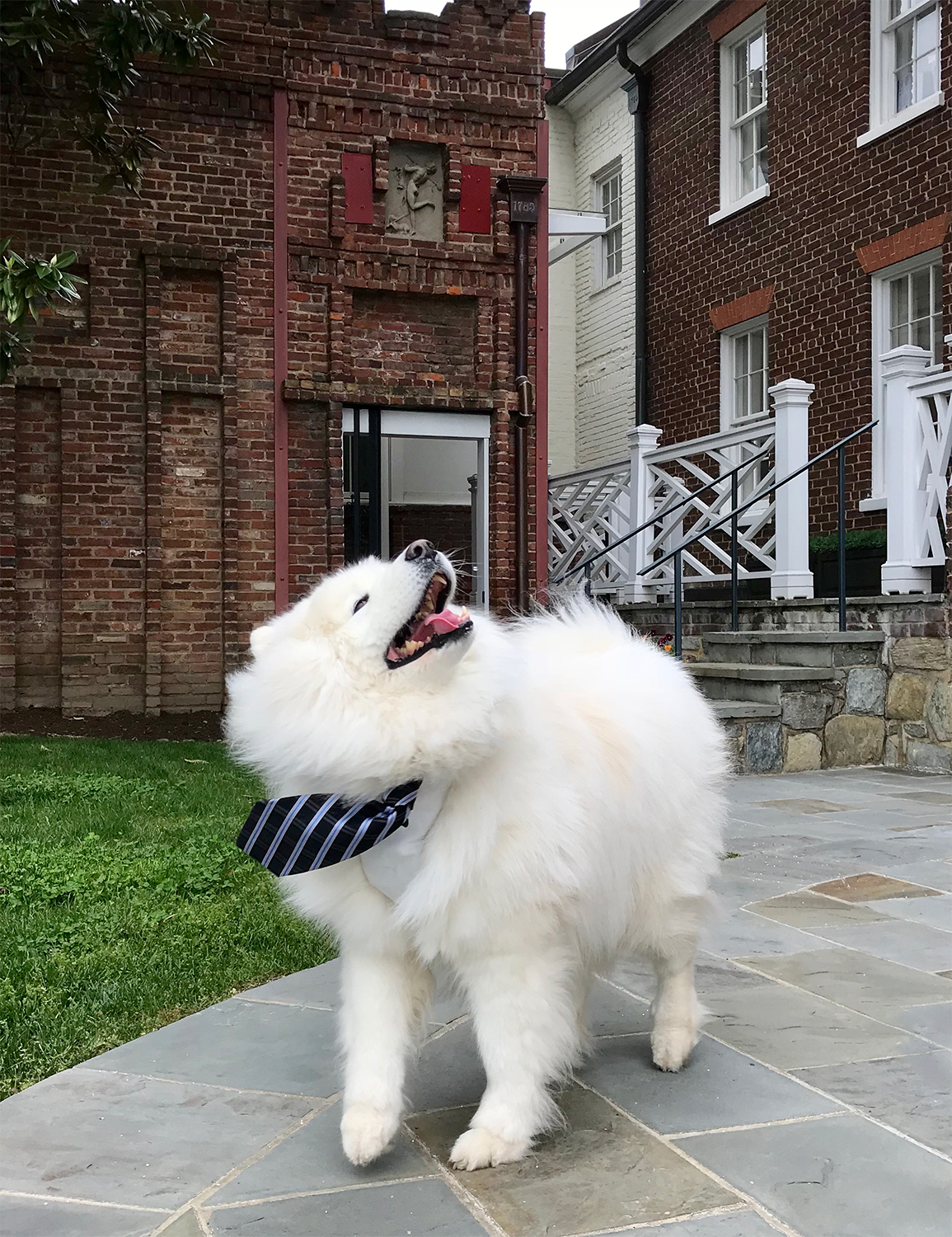 Tyberius, our Chief Floofy Officer